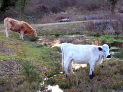 Feb 2006: Cattle on Crookham Common